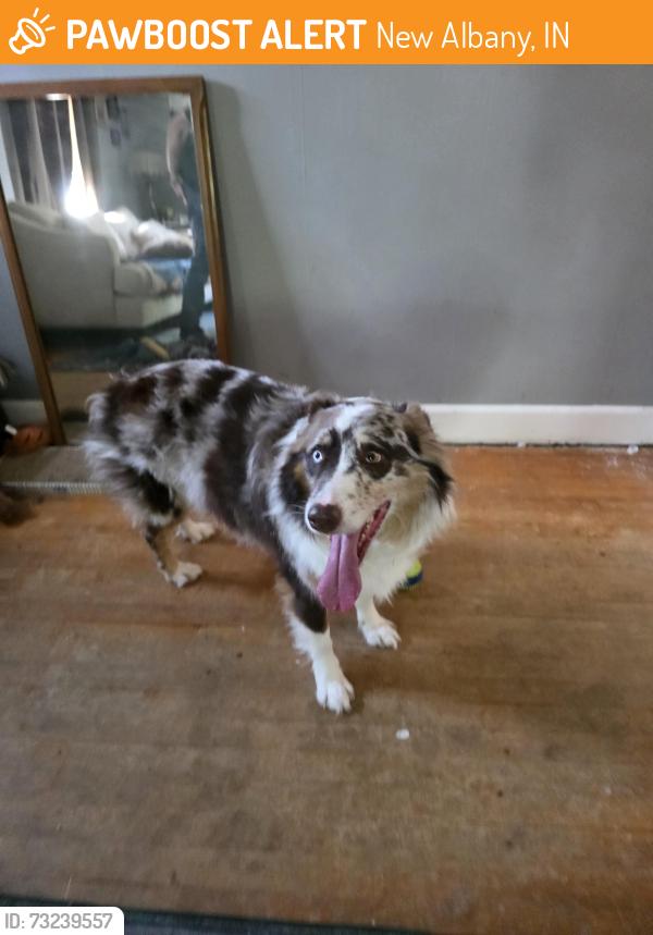 Found/Stray Male Dog last seen McDonald ave and Roanoke ave, New Albany, IN 47150