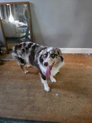 Found/Stray Male Dog last seen McDonald ave and Roanoke ave, New Albany, IN 47150