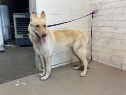 Shelter Stray Female Dog last seen W 41ST ST X N MOUNTAIN VIEW AVE, 333 Chandler Pl, San Bernardino, CA 92408, USA