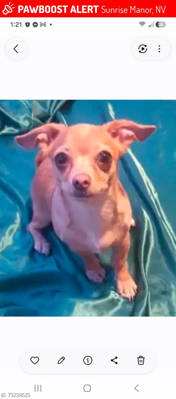 Lost Female Dog last seen Nellis and vegas blvd, Las Vegas, NV 89115