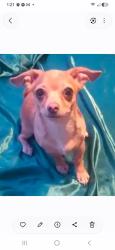 Lost Female Dog last seen Nellis and vegas blvd, Las Vegas, NV 89115