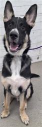 Shelter Stray Male Dog last seen , 333 Chandler Pl, San Bernardino, CA 92408, USA