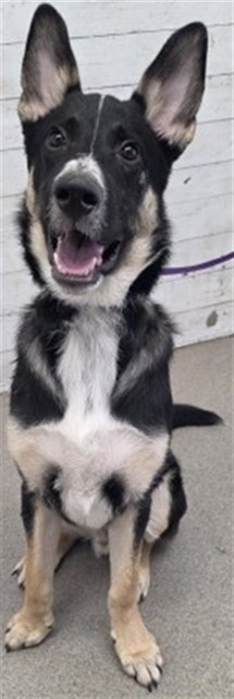 Shelter Stray Male Dog last seen , 333 Chandler Pl, San Bernardino, CA 92408, USA