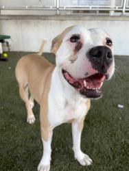 Shelter Stray Female Dog last seen Near BLOCK NW 66TH ST, 3599 NW 79th Ave, Doral, FL 33122, USA