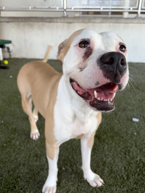 Shelter Stray Female Dog last seen Near BLOCK NW 66TH ST, 3599 NW 79th Ave, Doral, FL 33122, USA