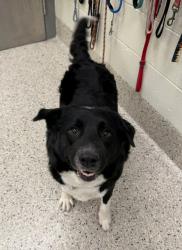 Shelter Stray Male Dog last seen 120TH & QUEBEC, 12155 Park Blvd, Brighton, CO 80601, USA