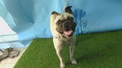 Shelter Stray Male Dog last seen , 216 W Victoria St, Gardena, CA 90248, USA