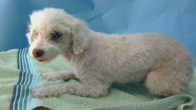 Shelter Stray Female Dog last seen , 216 W Victoria St, Gardena, CA 90248, USA