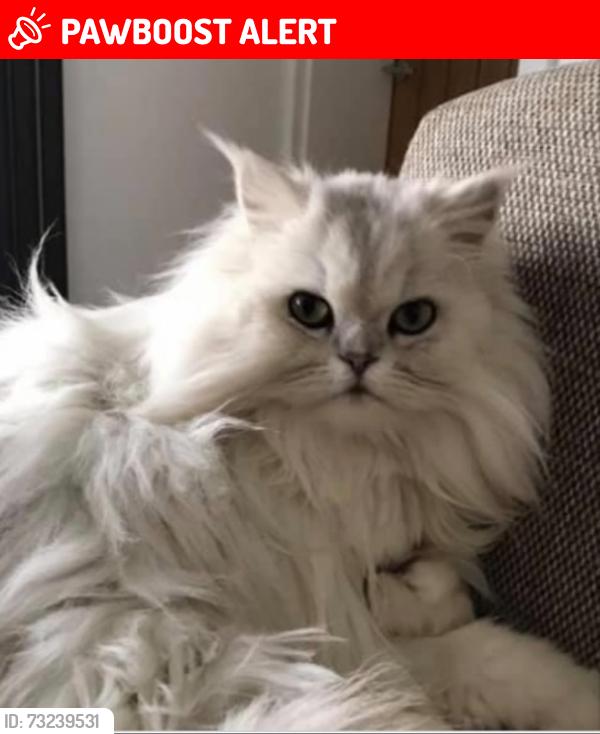 Lost Male Cat last seen Garston lane, Oxfordshire, England OX12 7AT