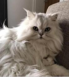 Lost Male Cat last seen Garston lane, Oxfordshire, England OX12 7AT