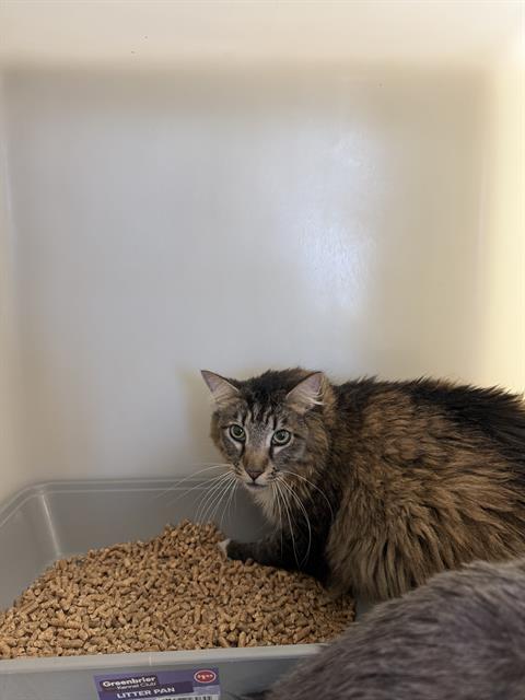 Shelter Stray Male Cat last seen Near BLK CALIFORNIA AV BAKERSFIELD,CA, 201 S Mt Vernon Ave, Bakersfield, CA 93307, USA