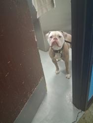 Shelter Stray Female Dog last seen COFFEE RD BAKERSFIELD, 201 S Mt Vernon Ave, Bakersfield, CA 93307, USA