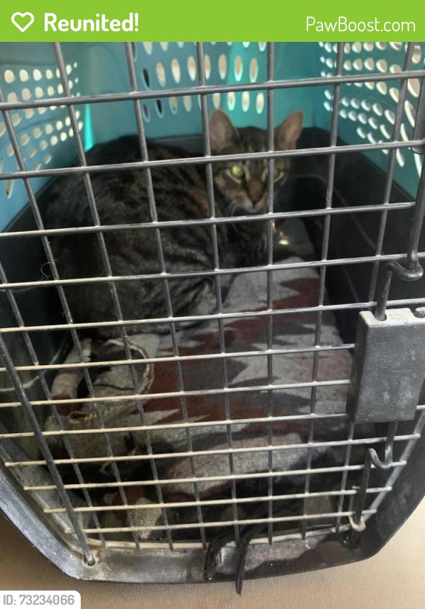 Reunited Male Cat last seen 164th Street & Hillside Ave, Queens, NY 11432
