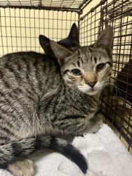 Shelter Stray Male Cat last seen JOLA CIR & DETROIT BLVD, 2127 Front St, Sacramento, CA 95818, USA