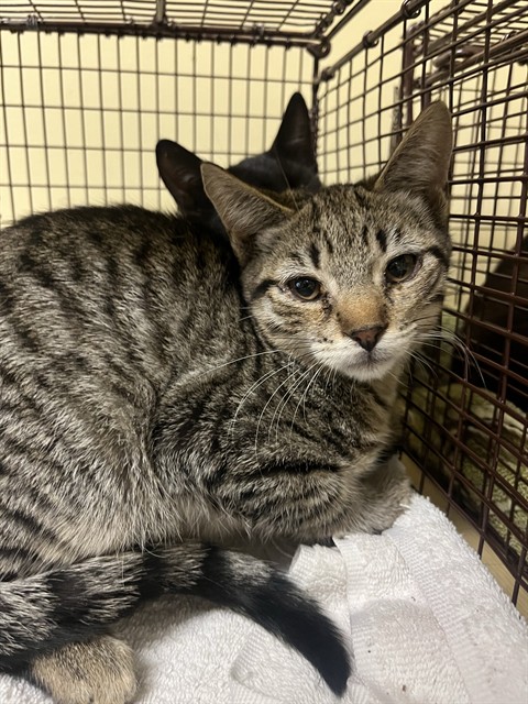 Shelter Stray Male Cat last seen JOLA CIR & DETROIT BLVD, 2127 Front St, Sacramento, CA 95818, USA