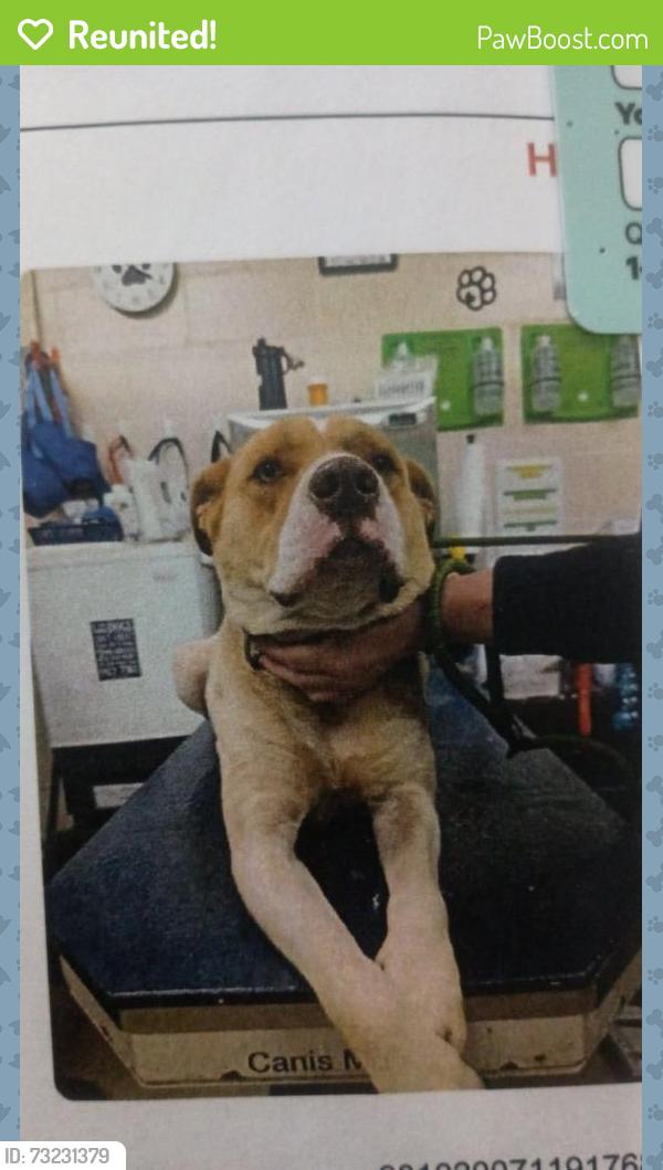 Reunited Male Dog last seen Azalea, Burma, Demetropolis, Mobile, AL 36693