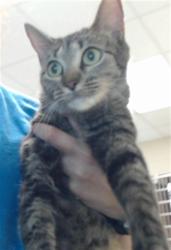 Shelter Stray Female Cat last seen Near BLOCK MEADOWBROOK DR, FAYETTEVILLE NC 28304, 4704 Corporation Dr, Fayetteville, NC 28306, USA