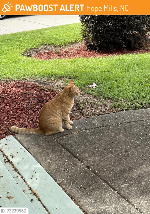 Found/Stray Unknown Cat last seen Across from Grays Creek High School, Hope Mills, NC 28348
