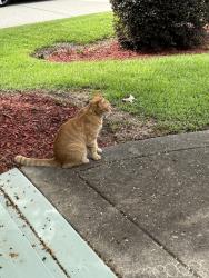 Found/Stray Unknown Cat last seen Across from Grays Creek High School, Hope Mills, NC 28348