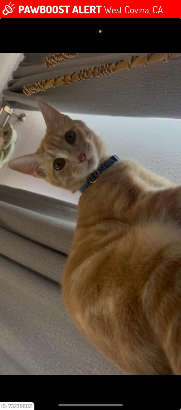 Lost Male Cat last seen Near e valley blvd West Covina, West Covina, CA 91792