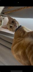 Lost Male Cat last seen Near e valley blvd West Covina, West Covina, CA 91792