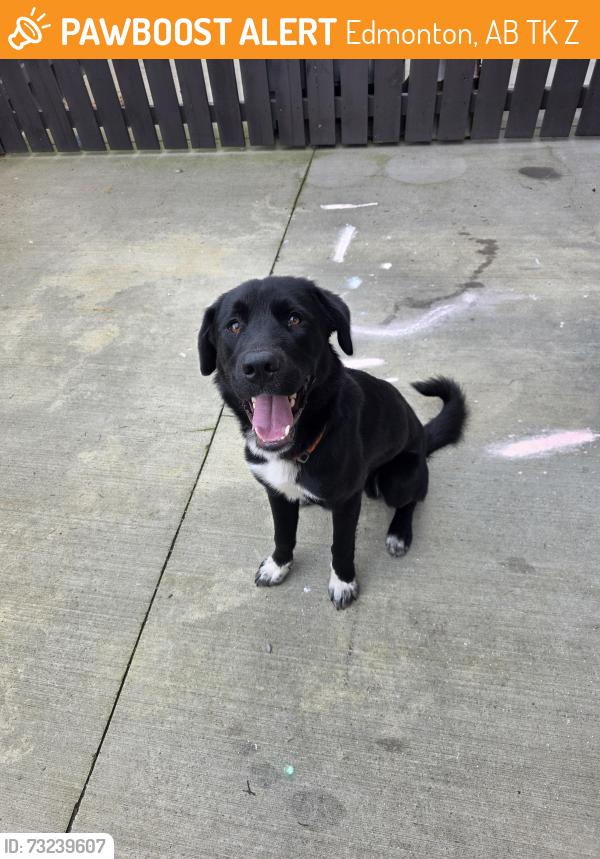 Found/Stray Male Dog last seen Laurel ests, Edmonton, AB T6K 3Z2