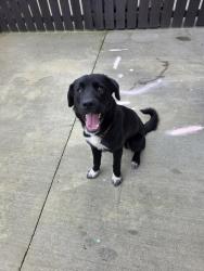 Found/Stray Male Dog last seen Laurel ests, Edmonton, AB T6K 3Z2