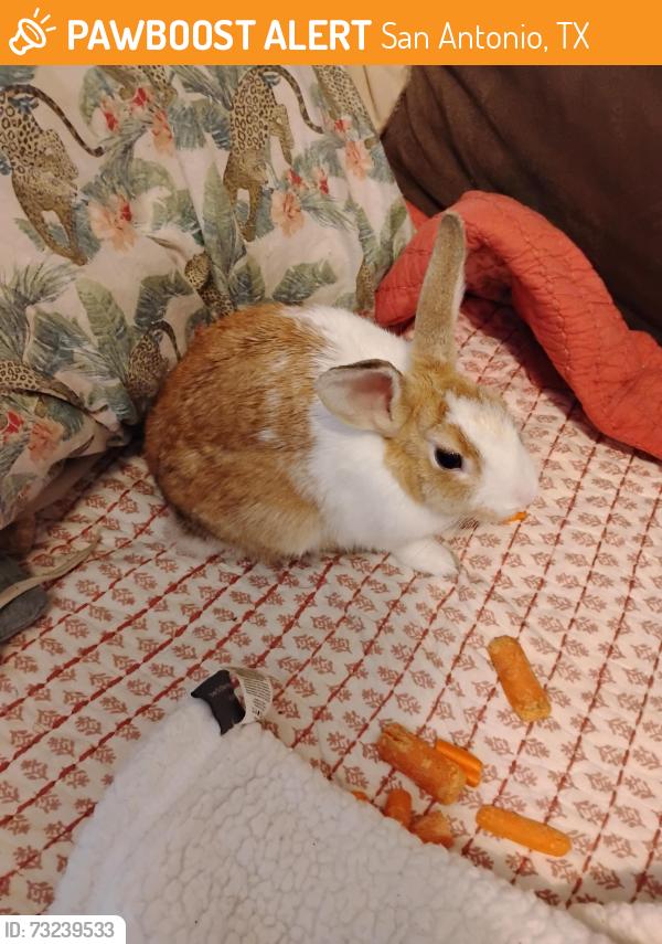 Found/Stray Unknown Rabbit last seen Dollar general, San Antonio, TX 78218