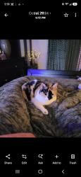 Reunited Female Cat last seen Camp Jordan, East Ridge, TN 37412
