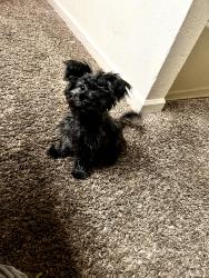 Lost Male Dog last seen Lamour, Denver, CO 80205