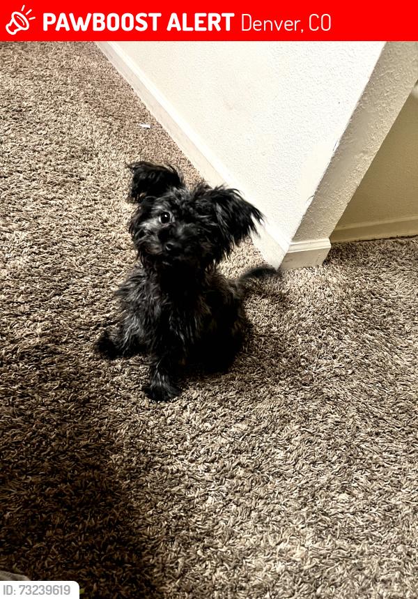 Lost Male Dog last seen Lamour, Denver, CO 80205