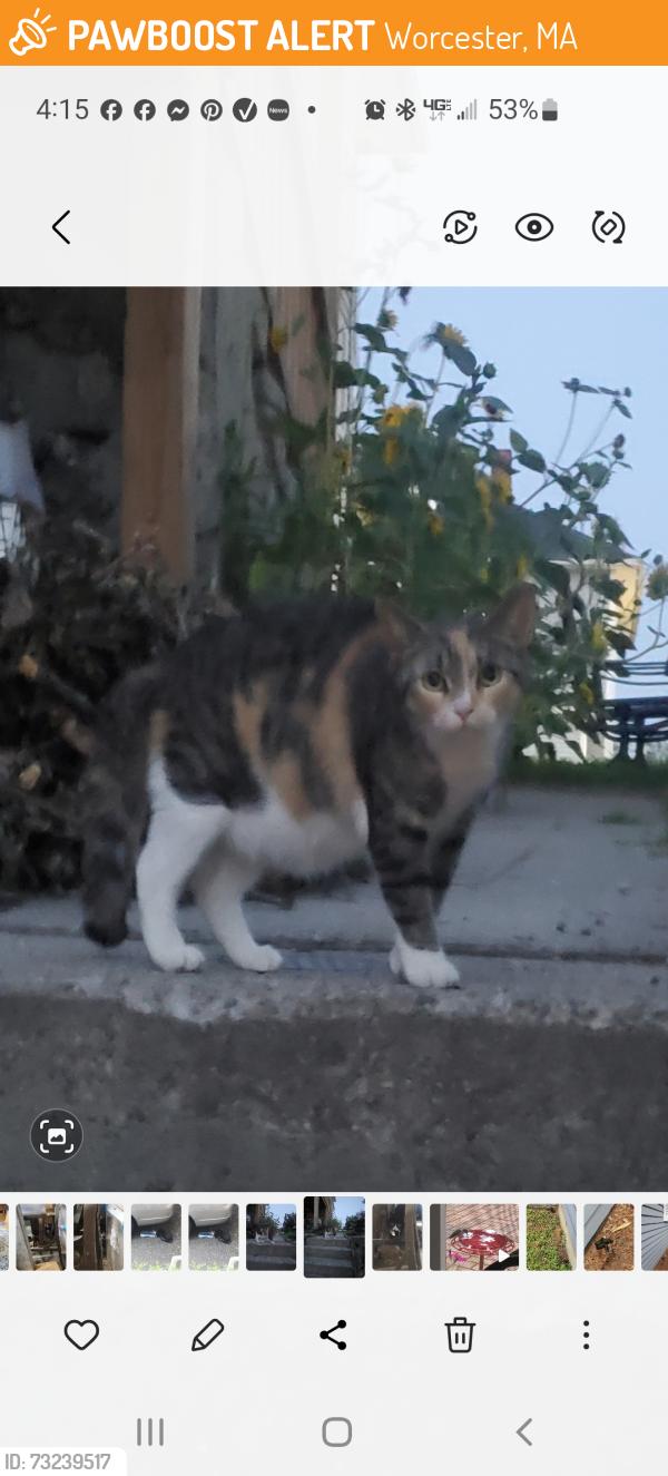 Found/Stray Female Cat last seen Corner of Plantation and Hale Streets, Worcester, MA 01604