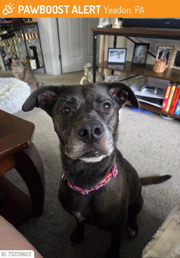 Found/Stray Female Dog last seen Mt moriah cemetery, Yeadon, PA 19142