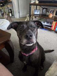 Found/Stray Female Dog last seen Mt moriah cemetery, Yeadon, PA 19142