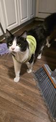 Reunited Male Cat last seen Near cooley ave, East Palo Alto, CA 94303