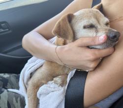 Found/Stray Male Dog last seen Stewart & Grey, Downey, CA 90241