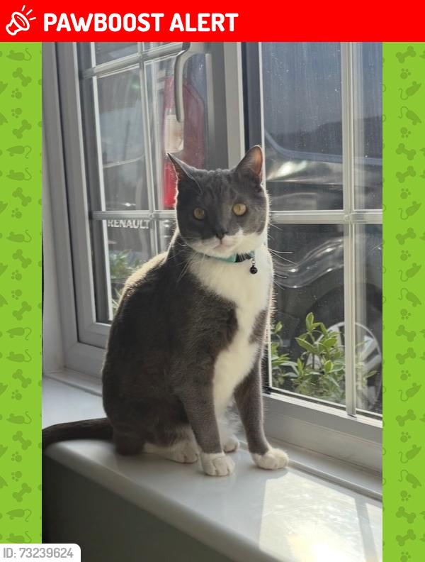Lost Male Cat last seen Old acre road, BS14 0HN, Whitchurch, England 