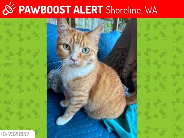 Lost Female Cat last seen 190th and 8th NW shoreline, Shoreline, WA 98177