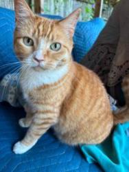Lost Female Cat last seen 190th and 8th NW shoreline, Shoreline, WA 98177