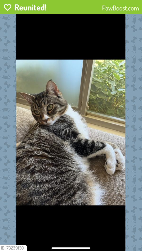 Reunited Female Cat last seen 27th St, University Place, WA 98466