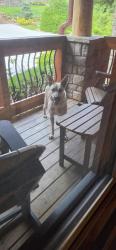 Found/Stray Female Dog last seen Summit trails drive, Sevier County, TN 37862