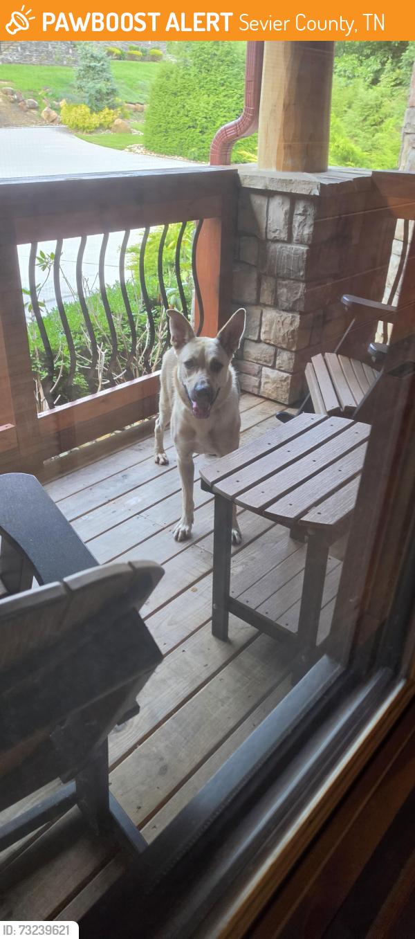 Found/Stray Female Dog last seen Summit trails drive, Sevier County, TN 37862