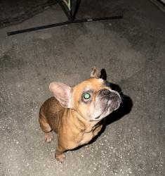 Found/Stray Female Dog last seen Lake underhill, Orlando, FL 32825