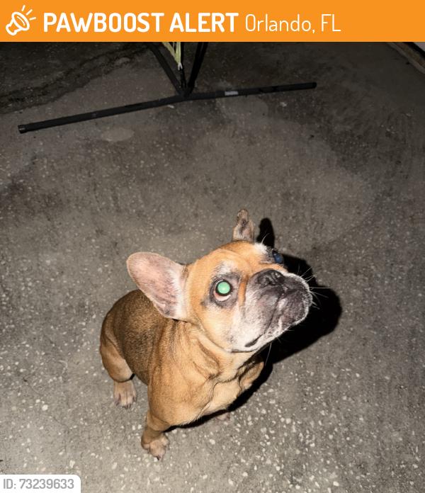 Found/Stray Female Dog last seen Lake underhill, Orlando, FL 32825