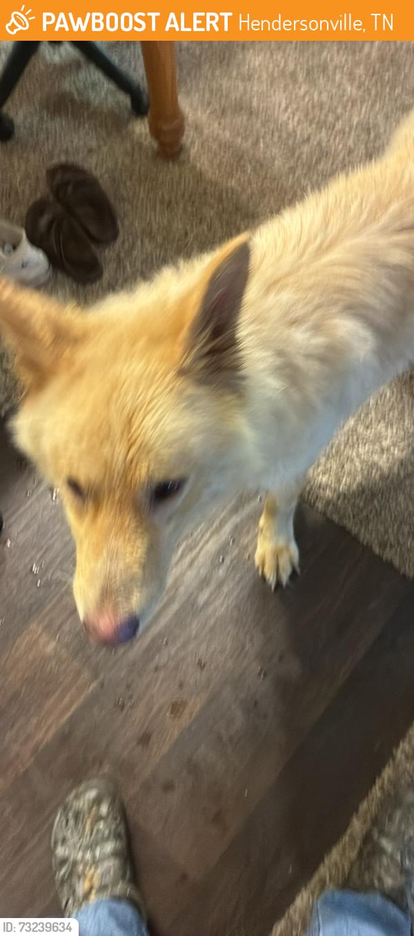 Found/Stray Male Dog last seen Williamsburg apmts, Hendersonville, TN 37075