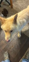 Found/Stray Male Dog last seen Williamsburg apmts, Hendersonville, TN 37075