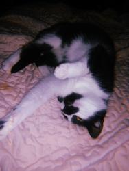 Lost Female Cat last seen East street on the east side, Greater Napanee, ON 