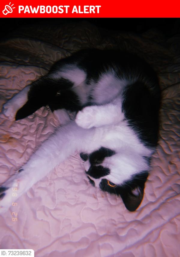 Lost Female Cat last seen East street on the east side, Greater Napanee, ON 