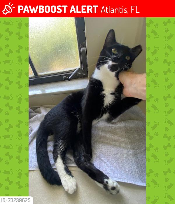 Lost Male Cat last seen Atlantis, Atlantis, FL 33462
