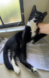 Lost Male Cat last seen Atlantis, Atlantis, FL 33462